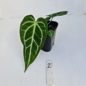 #2 Anthurium Crystallinum Hybrid - Narrow leaf