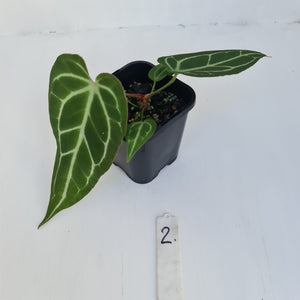 #2 Anthurium Crystallinum Hybrid - Narrow leaf