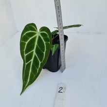 Load image into Gallery viewer, #2 Anthurium Crystallinum Hybrid - Narrow leaf