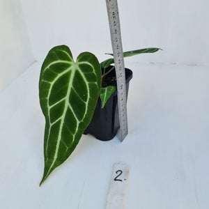 #2 Anthurium Crystallinum Hybrid - Narrow leaf