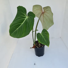 Load image into Gallery viewer, #2 Philodendron Gloriosum