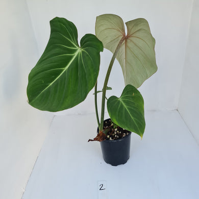 #2 Philodendron Gloriosum