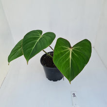 Load image into Gallery viewer, #3 Philodendron Gloriosum