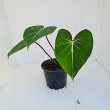 Load image into Gallery viewer, #3 Philodendron Gloriosum