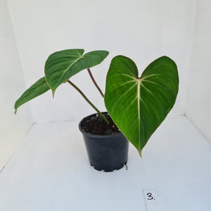 #3 Philodendron Gloriosum