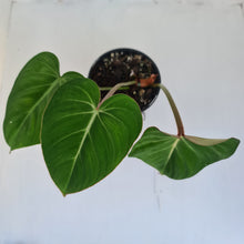 Load image into Gallery viewer, #3 Philodendron Gloriosum