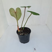 Load image into Gallery viewer, #3 Philodendron Gloriosum