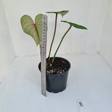Load image into Gallery viewer, #3 Philodendron Gloriosum