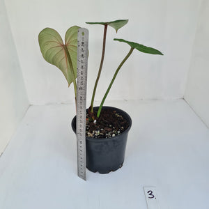 #3 Philodendron Gloriosum