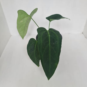 Anthurium 'Sanguineum' hybrid