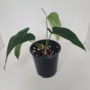 Anthurium 'Sanguineum' hybrid