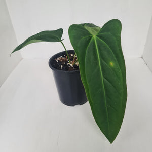 Anthurium 'Sanguineum' hybrid