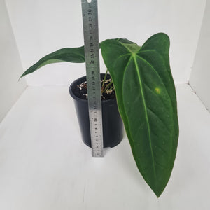 Anthurium 'Sanguineum' hybrid