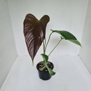 Anthurium Bosworth Beauty