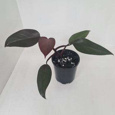 Philodendron Royal Queen