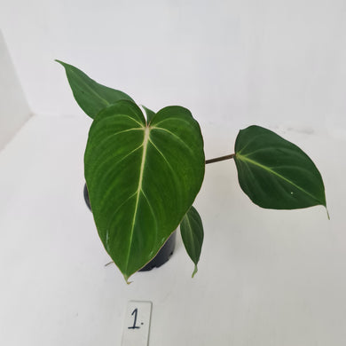 #1 Philodendron Gloriosum
