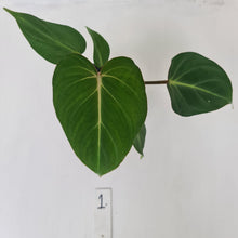 Load image into Gallery viewer, #1 Philodendron Gloriosum