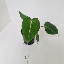 Load image into Gallery viewer, #1 Philodendron Gloriosum