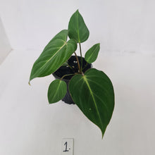Load image into Gallery viewer, #1 Philodendron Gloriosum