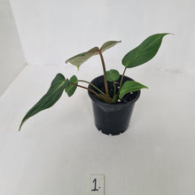 Load image into Gallery viewer, #1 Philodendron Gloriosum