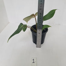 Load image into Gallery viewer, #1 Philodendron Gloriosum