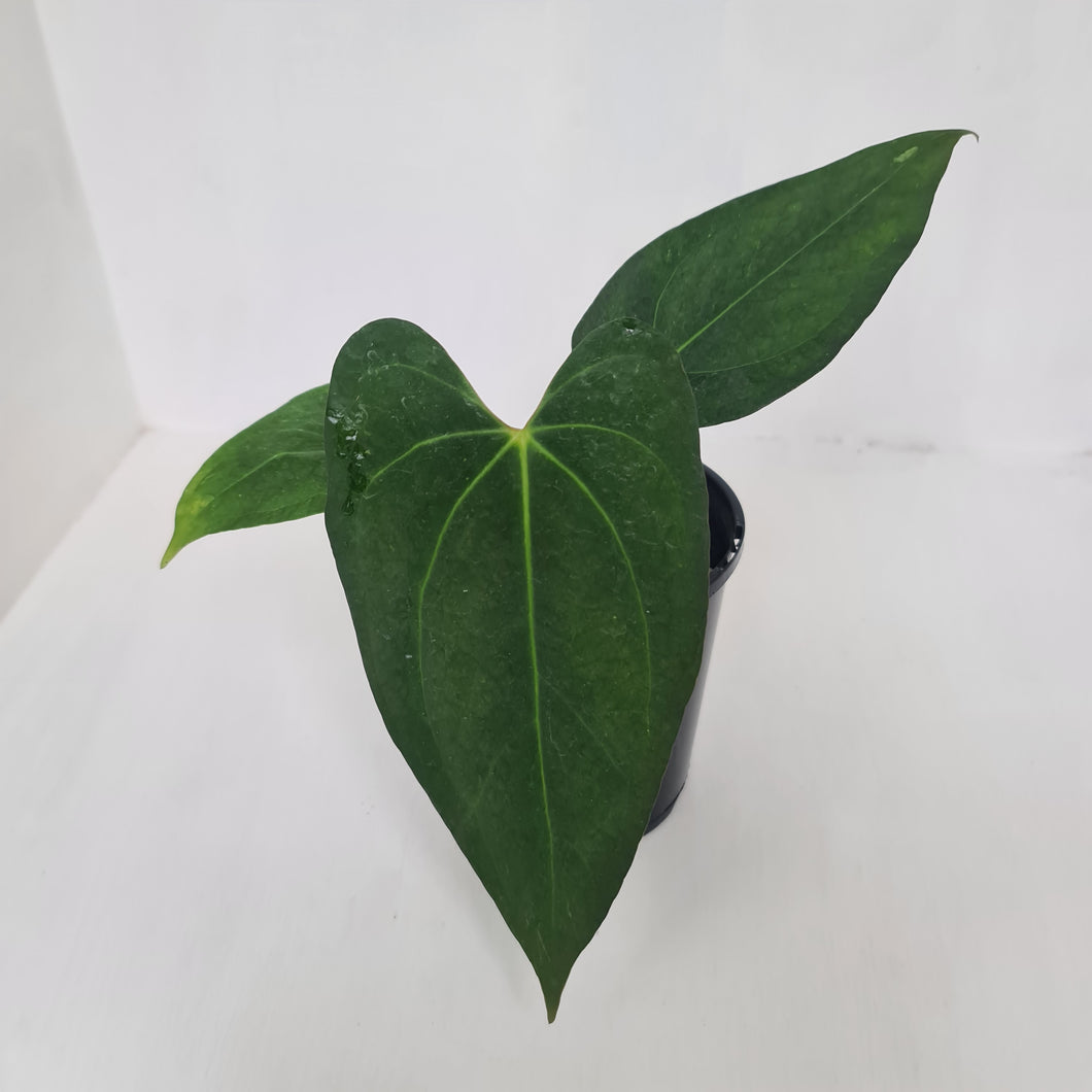 Anthurium 'Black Sensation' Hybrid