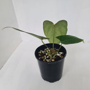 Anthurium 'Black Sensation' Hybrid