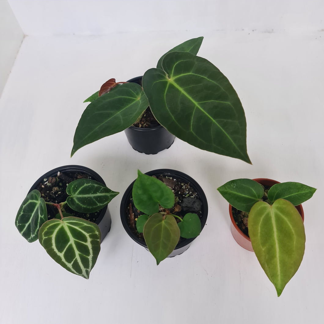 ANTHURIUM PACKAGE - 4 x Plants