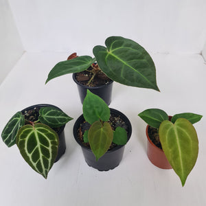 ANTHURIUM PACKAGE - 4 x Plants