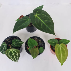 ANTHURIUM PACKAGE - 4 x Plants