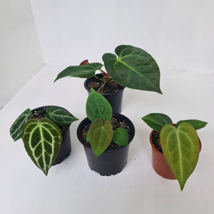 ANTHURIUM PACKAGE - 4 x Plants