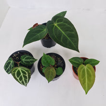 Load image into Gallery viewer, ANTHURIUM PACKAGE - 4 x Plants