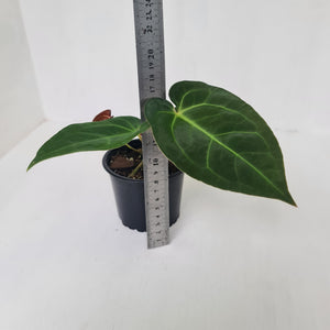 ANTHURIUM PACKAGE - 4 x Plants