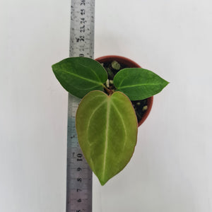 ANTHURIUM PACKAGE - 4 x Plants