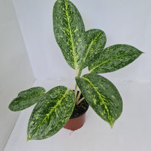Load image into Gallery viewer, Aglaonema &#39;Milky Way&#39;