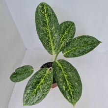Load image into Gallery viewer, Aglaonema &#39;Milky Way&#39;