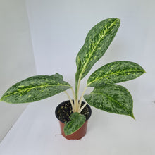 Load image into Gallery viewer, Aglaonema &#39;Milky Way&#39;
