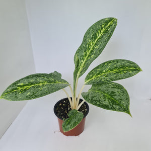 Aglaonema 'Milky Way'