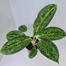 Load image into Gallery viewer, Aglaonema &#39;Milky Way&#39;