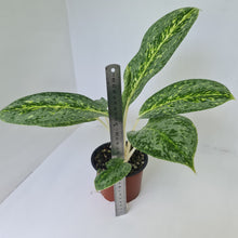 Load image into Gallery viewer, Aglaonema &#39;Milky Way&#39;