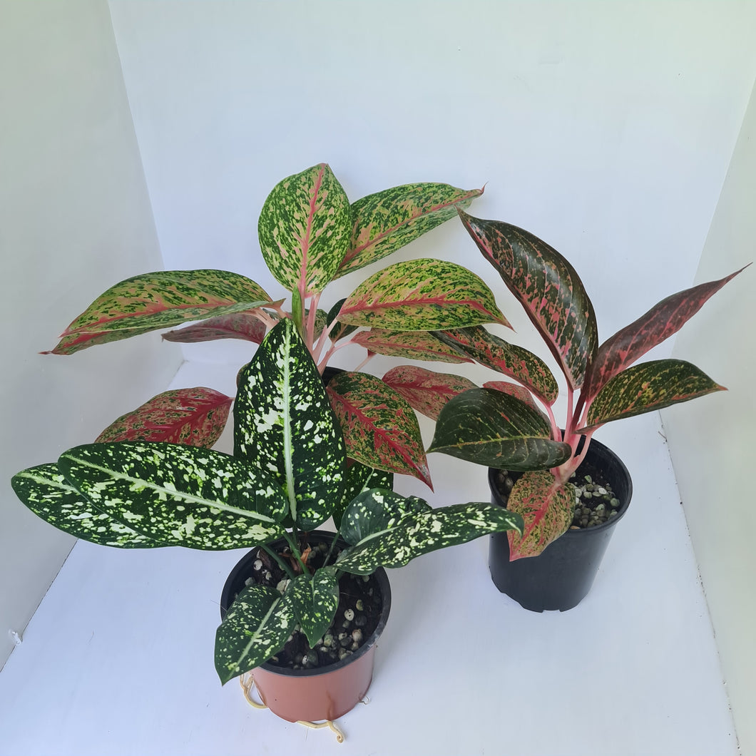 AGLAONEMA PACKAGE - 3 x Plants