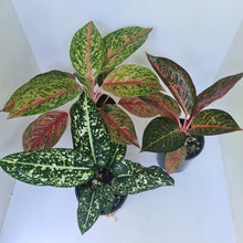 Load image into Gallery viewer, AGLAONEMA PACKAGE - 3 x Plants