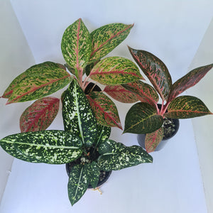 AGLAONEMA PACKAGE - 3 x Plants