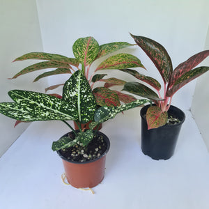 AGLAONEMA PACKAGE - 3 x Plants