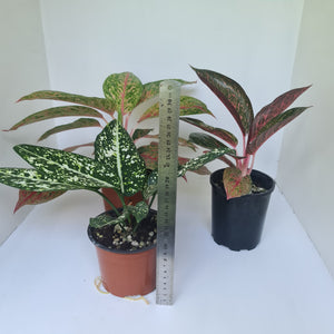 AGLAONEMA PACKAGE - 3 x Plants