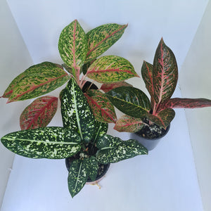 AGLAONEMA PACKAGE - 3 x Plants