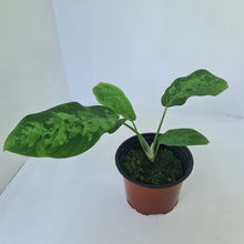 Load image into Gallery viewer, Schismatoglottis Tricolor