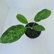 Load image into Gallery viewer, Schismatoglottis Tricolor