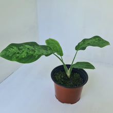 Load image into Gallery viewer, Schismatoglottis Tricolor