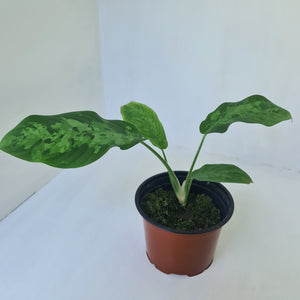 Schismatoglottis Tricolor